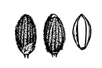 <i>Dichanthelium ensifolium</i> (Baldw. ex Elliott) Gould