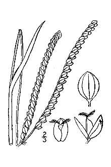 <i>Paspalum floridanum</i> Michx. var. glabratum Engelm. ex Vasey
