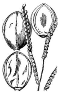 <i>Paspalum difforme</i> Leconte