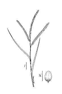 <i>Paspalum giganteum</i> Baldw. ex Vasey