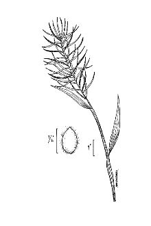 <i>Paspalum repens</i> P.J. Bergius var. fluitans (Elliott) Wipff & S.D. Jones