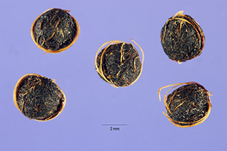 <i>Paederia scandans</i> (Lour.) Merr., database artifact