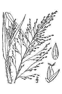 <i>Panicum philadelphicum</i> Bernh. ex Trin. ssp. gattingeri (Nash) Freckmann & Lelong