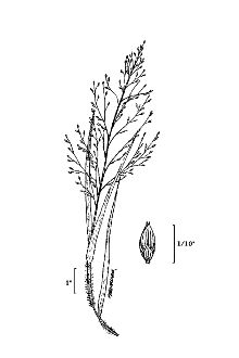 <i>Panicum capillare</i> L. var. campestre Gattinger