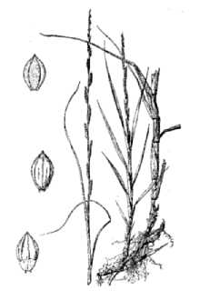 Egyptian Panicgrass