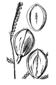 <i>Paspalum glabratum</i> (Engelm. ex Vasey) C. Mohr