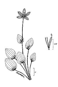 <i>Parnassia americana</i> Muhl.