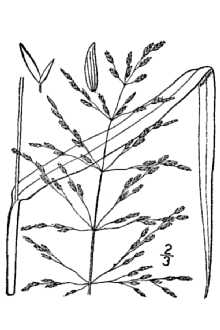 <i>Glyceria maxima</i> (Hartm.) Holmb. var. americana (Torr.) B. Boivin