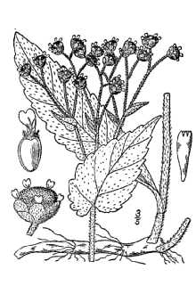 <i>Parthenium integrifolium</i> L. var. hispidum (Raf.) Mears