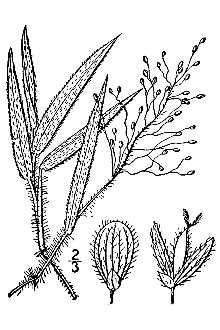 <i>Panicum lanuginosum</i> Elliott, non Bosc ex Spreng.