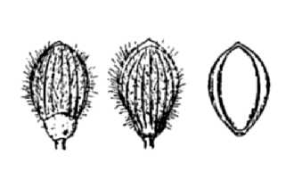 <i>Panicum lanuginosum</i> Elliott var. huachucae (Ashe) Hitchc.