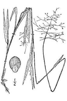 <i>Panicum lanuginosum</i> Elliott var. tennesseense (Ashe) Gleason