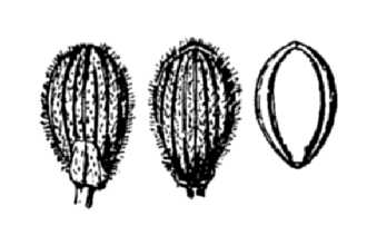 <i>Dichanthelium subvillosum</i> (Ashe) Mohlenbr.