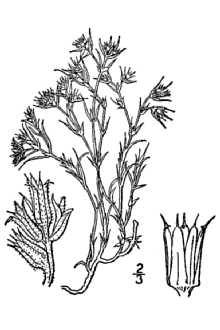 <i>Paronychia jamesii</i> Torr. & A. Gray var. praelongifolia Correll