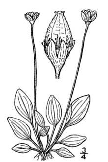 <i>Parnassia kotzebuei</i> Cham. ex Spreng. var. pumila C.L. Hitchc. & Ownbey