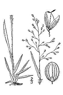 Openflower Rosette Grass