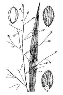 <i>Panicum xalapense</i> Kunth