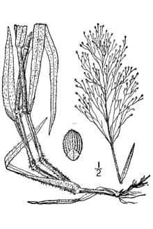 <i>Panicum huachucae</i> Ashe var. fasciculatum (Torr.) F.T. Hubbard