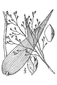 <i>Panicum latifolium</i> L.