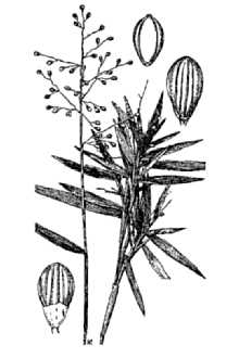 <i>Panicum webberianum</i> Nash
