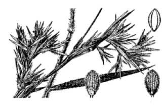 <i>Panicum scabriusculum</i> Elliott var. cryptanthum (Ashe) Gleason