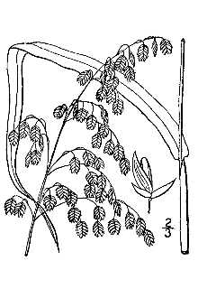<i>Glyceria canadensis</i> (Michx.) Trin. var. laxa (Scribn.) Hitchc.