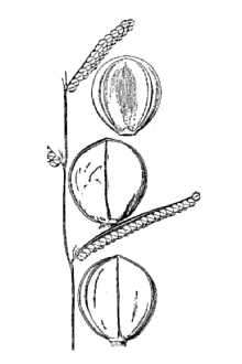 <i>Paspalum praecox</i> Walter var. curtisianum (Steud.) Vasey