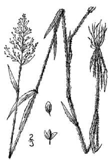 <i>Panicum acuminatum</i> Sw. var. leucothrix (Nash) Lelong