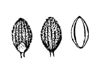 <i>Panicum acuminatum</i> Sw. var. leucothrix (Nash) Lelong