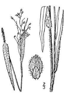 <i>Panicum leibergii</i> (Vasey) Scribn. var. baldwinii Lepage