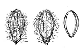 <i>Panicum scoparium</i> Lam. var. leibergii Vasey