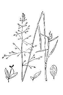 <i>Dichanthelium lanuginosum</i> (Elliott) Gould var. lindheimeri (Nash) Fernald