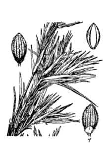 <i>Panicum lanuginosum</i> Elliott var. septentrionale (Fernald) Fernald
