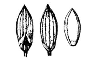 <i>Panicum capillare</i> L. var. sylvaticum Torr.