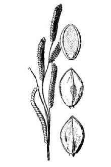 <i>Paspalum proliferum</i> Arechav.