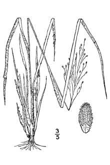 <i>Panicum strictum</i> Pursh var. linearifolium (Scribn. ex Nash) Farw.