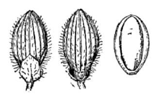 <i>Dichanthelium depauperatum</i> (Muhl.) Gould var. perlongum (Nash) B. Boivin