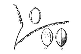 <i>Paspalum setaceum</i> Michx. var. supinum (Bosc ex Poir.) Trin.