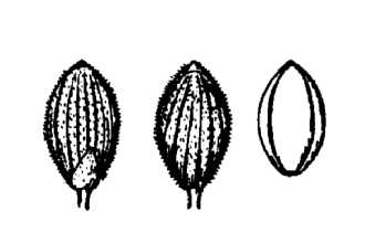 <i>Panicum acuminatum</i> Sw. var. longiligulatum (Nash) Lelong