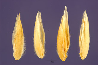 <i>Panicum longiligulatum</i> Nash