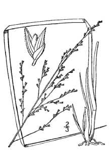 <i>Panicum longifolium</i> Torr. var. pubescens (Vasey) Fernald