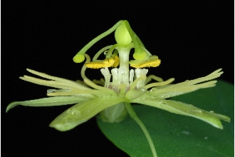 <i>Passiflora lutea</i> L. var. glabriflora Fernald