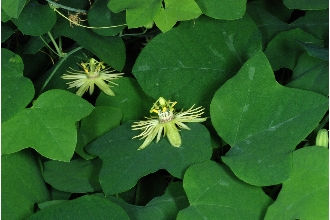 <i>Passiflora lutea</i> L. var. glabriflora Fernald
