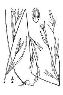 <i>Panicum dichotomum</i> L. var. clutei (Nash) C.F. Reed