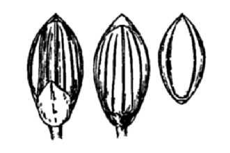 <i>Panicum dichotomum</i> L. var. lucidum (Ashe) Lelong