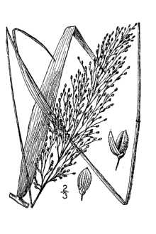 <i>Panicum dichotomum</i> L. var. roanokense (Ashe) Lelong