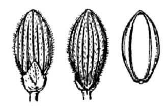 <i>Dichanthelium dichotomum</i> (L.) Gould var. nitidum (Lam.) R. LeBlond