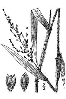 <i>Panicum malacophyllum</i> Nash