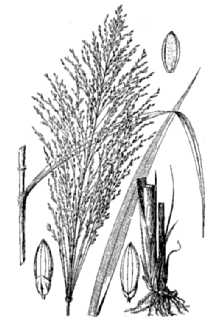 <i>Panicum maximum</i> Jacq. var. trichoglume Robyns