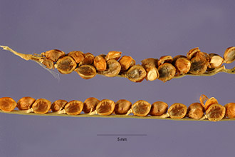<i>Paspalum melanospermum</i> Desv.